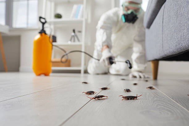Commercial Kitchen Cockroach Control in Yalaha